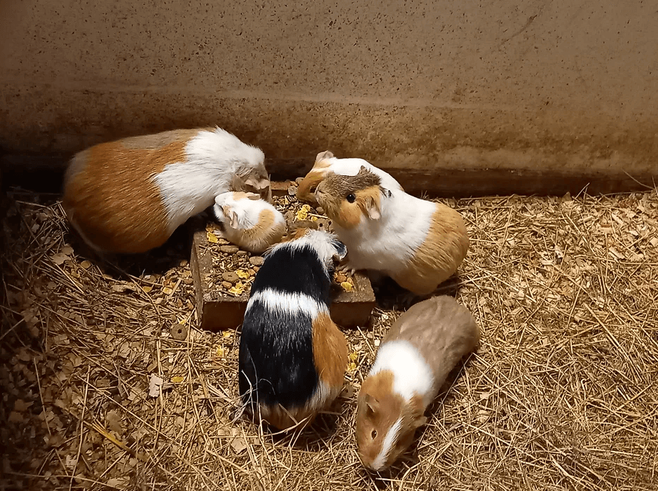 Cuddling guinea pigs